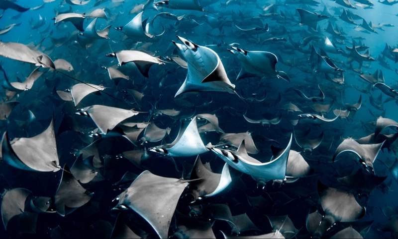 看見海的美｜Blancpain 創(chuàng)立「女性Fifty Fathoms五十噚」攝影獎-復(fù)刻表